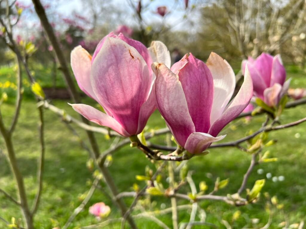 magnolia bud