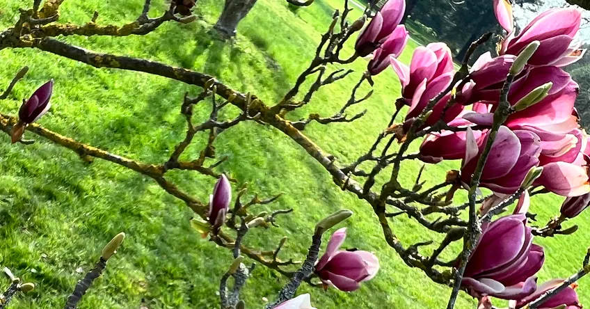magnolia buds